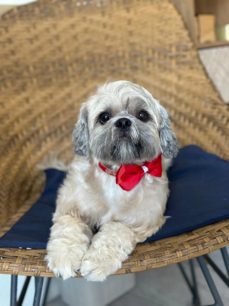 Consultas veterinarias