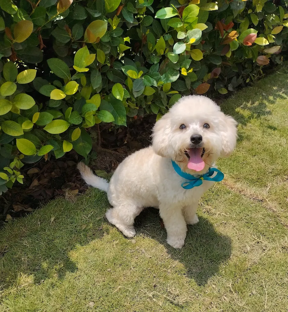 Mascota de Eunice