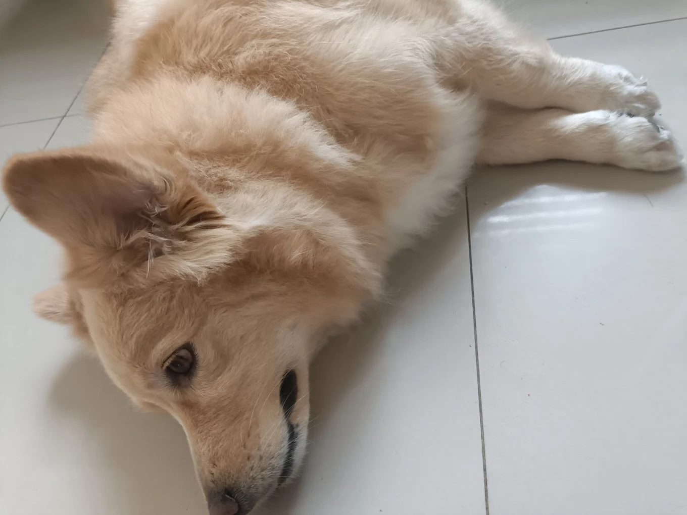 Mascota de Gilda